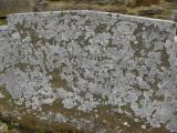 image of grave number 174759